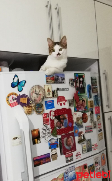 Tekir Kedi, Kedi  Midas fotoğrafı