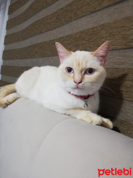 Scottish Fold, Kedi  Mia fotoğrafı