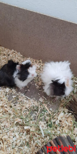 Guinea Pig, Kemirgen  Minnoş ve casper fotoğrafı