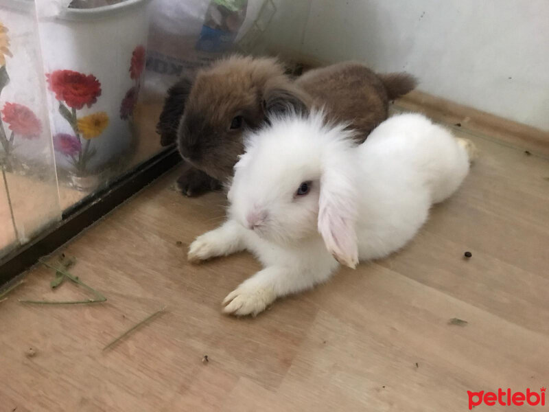 Tavşan, Kemirgen  İsimsiz fotoğrafı