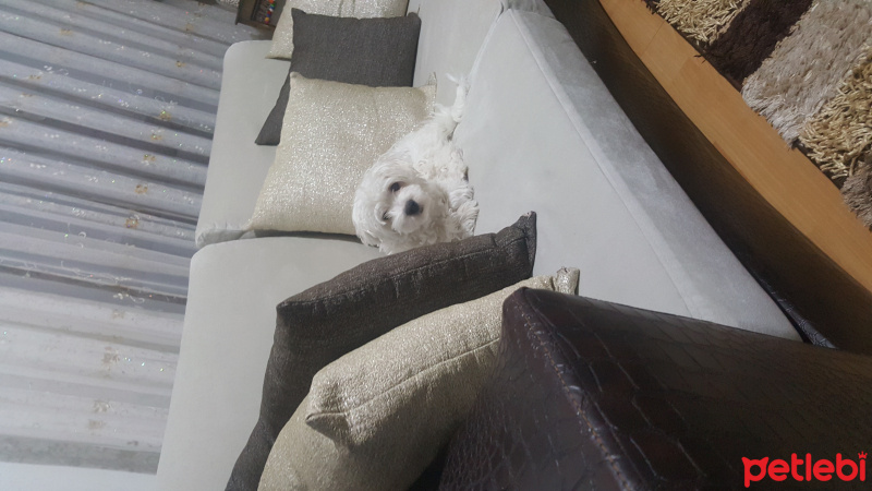 Maltese, Köpek  İnci fotoğrafı