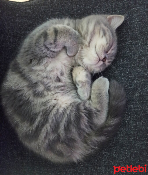 British Shorthair, Kedi  Milka fotoğrafı