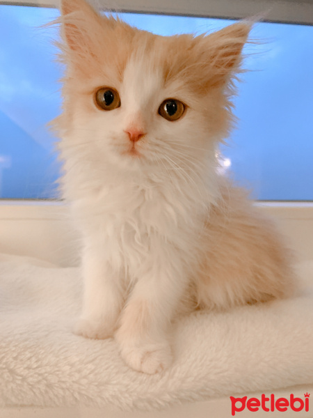 İran Kedisi (Persian), Kedi  Lilly fotoğrafı