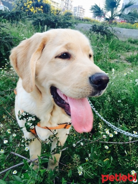 Golden Retriever, Köpek  Berduş fotoğrafı