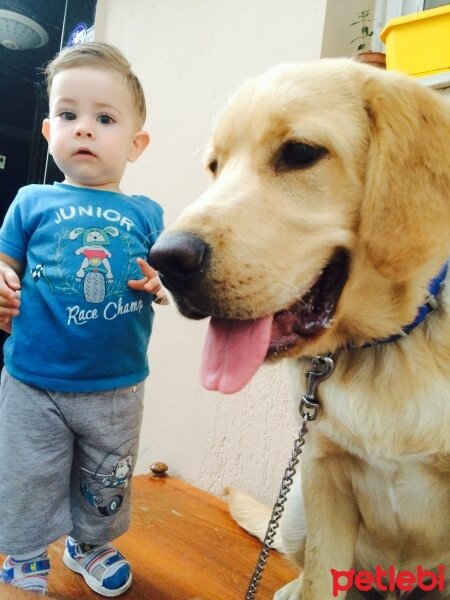 Golden Retriever, Köpek  Berduş fotoğrafı