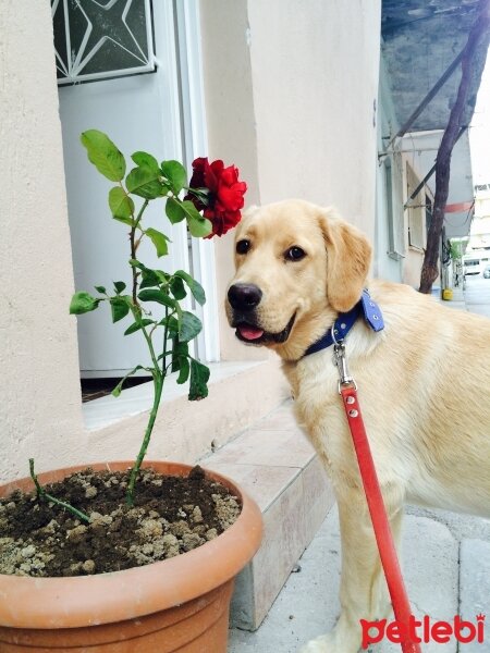 Golden Retriever, Köpek  Berduş fotoğrafı