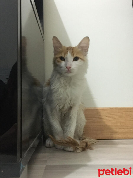 Sarman, Kedi  Jelibon fotoğrafı