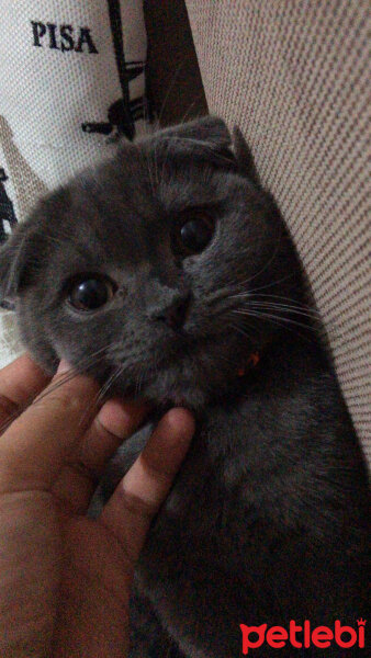 Scottish Fold, Kedi  Muffin fotoğrafı