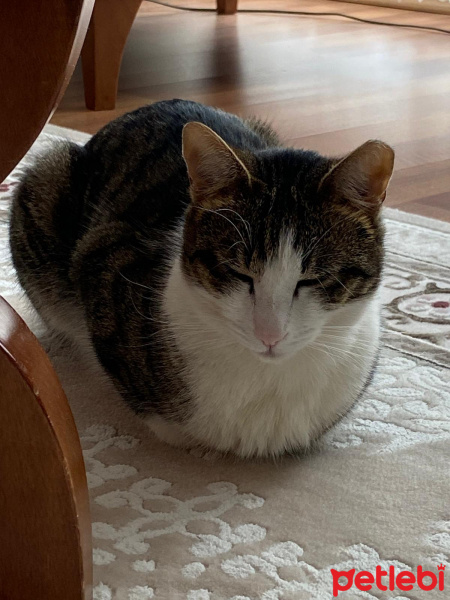 Tekir Kedi, Kedi  Abdülük fotoğrafı