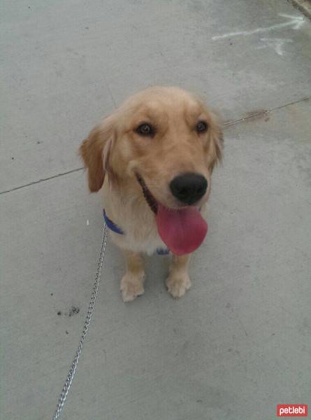 Golden Retriever, Köpek  Ada fotoğrafı