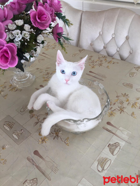 Ankara Kedisi, Kedi  Boncuk fotoğrafı