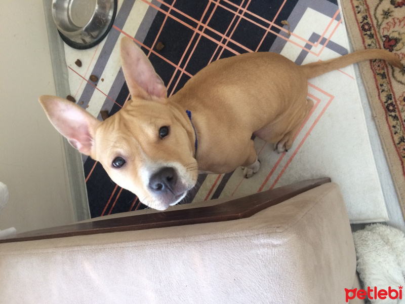Amerikan Staffordshire Terrier, Köpek  Alice fotoğrafı