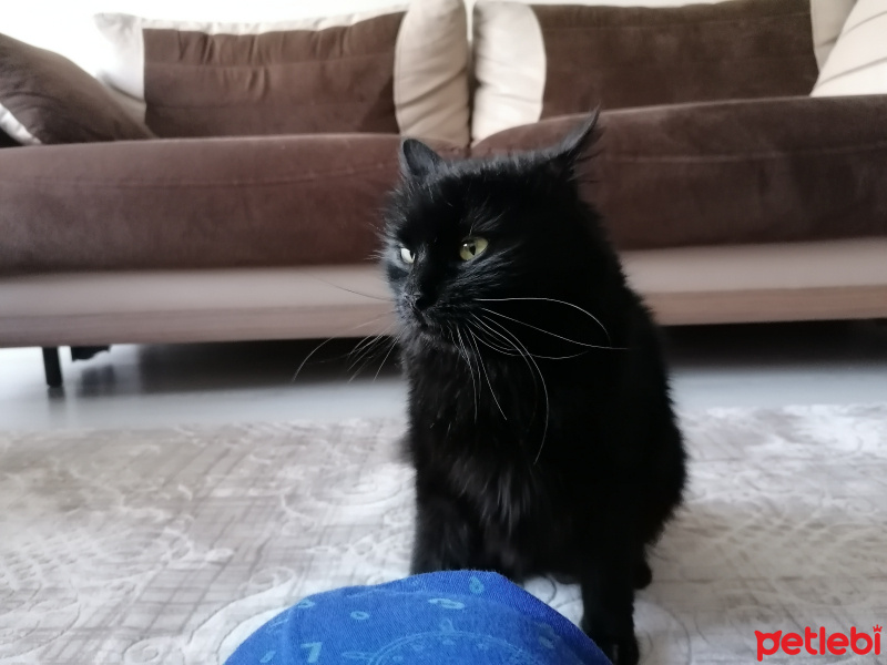 Tiffany/Chantilly, Kedi  Tofu fotoğrafı