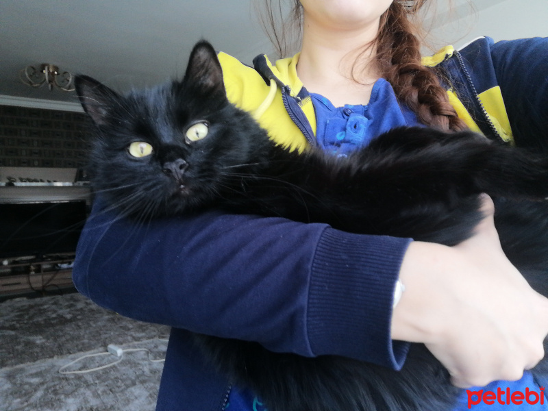 Tiffany/Chantilly, Kedi  Tofu fotoğrafı