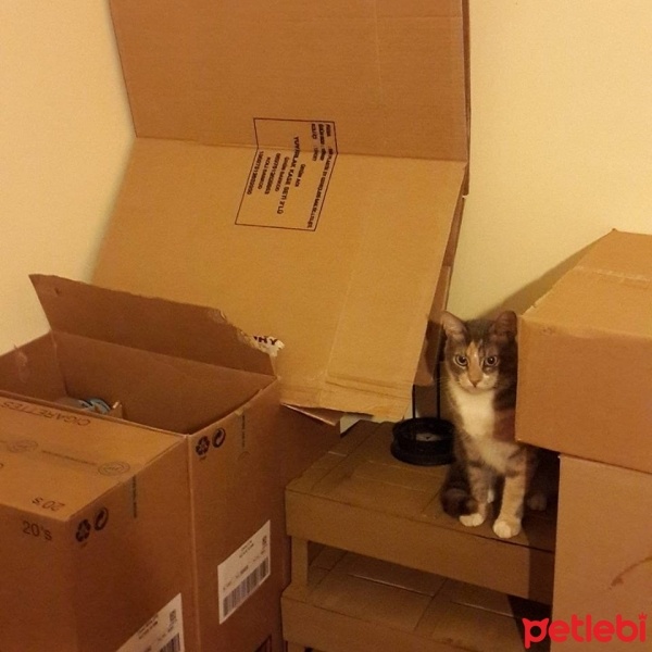 Tekir Kedi, Kedi  Minnak fotoğrafı