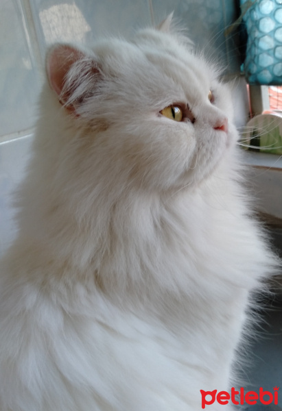Chinchilla, Kedi  atlas fotoğrafı