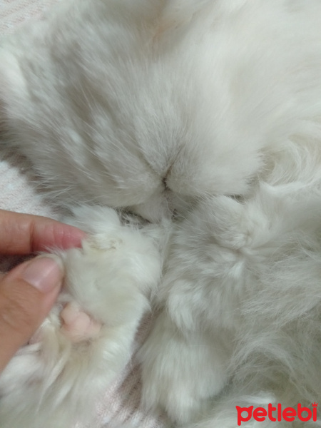 Chinchilla, Kedi  atlas fotoğrafı