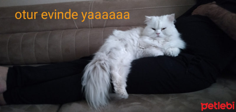 Chinchilla, Kedi  atlas fotoğrafı