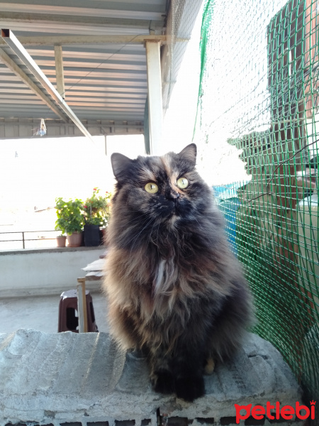 Chinchilla, Kedi  atlas fotoğrafı