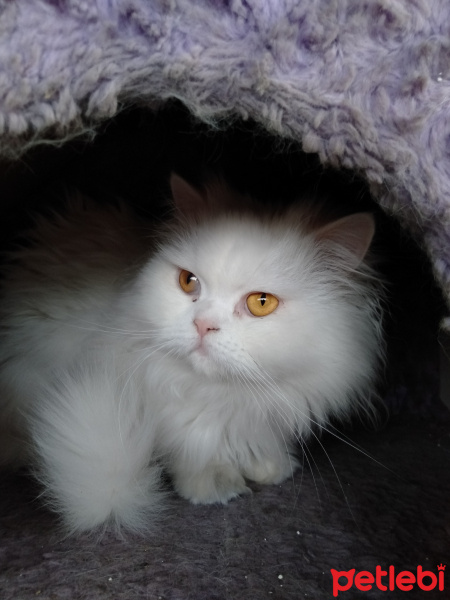 Chinchilla, Kedi  atlas fotoğrafı
