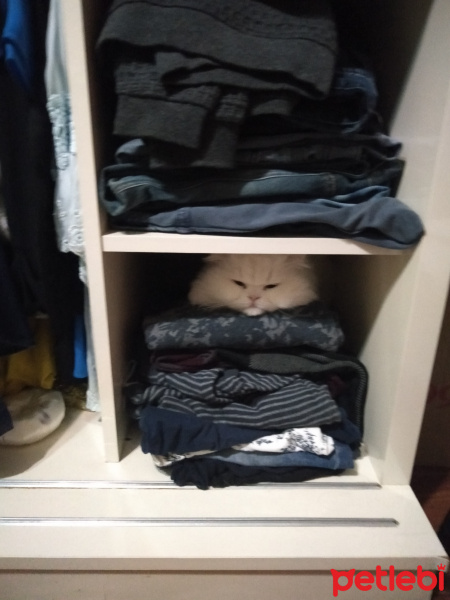 Chinchilla, Kedi  atlas fotoğrafı