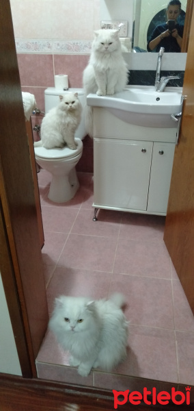 Chinchilla, Kedi  atlas fotoğrafı