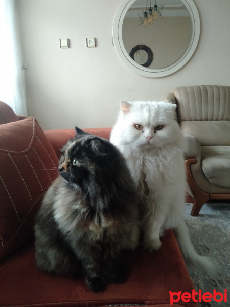 Chinchilla, Kedi  atlas fotoğrafı