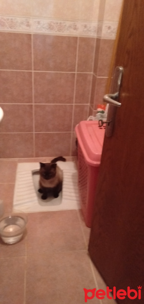 Chinchilla, Kedi  atlas fotoğrafı