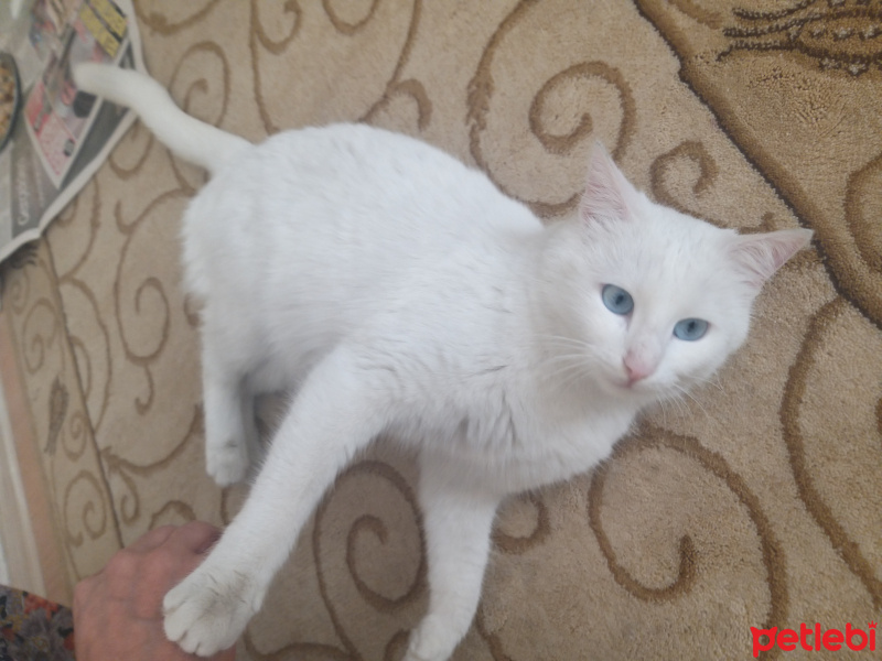 Van Kedisi, Kedi  Adıyok fotoğrafı