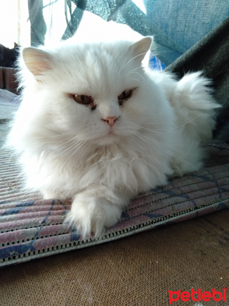 Chinchilla, Kedi  nova fotoğrafı