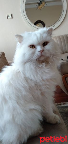 Chinchilla, Kedi  nova fotoğrafı