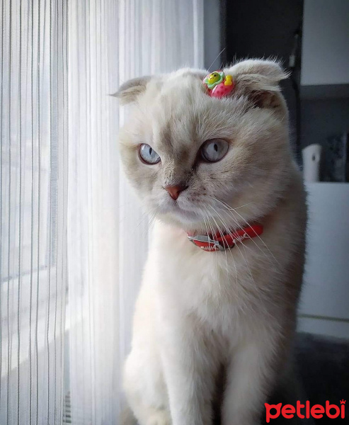 Scottish Fold, Kedi  Hera fotoğrafı