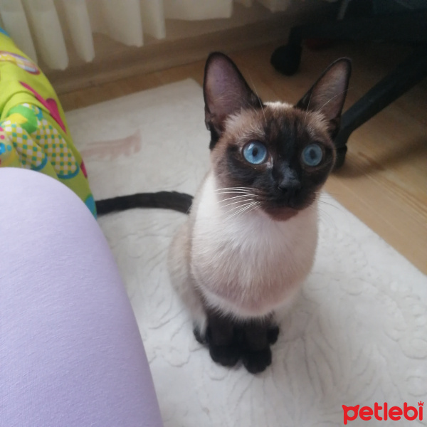 Siyam Kedisi, Kedi  muezza fotoğrafı