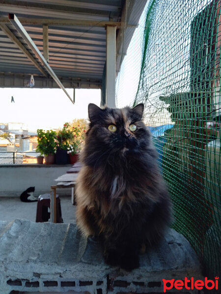 Chinchilla, Kedi  maya fotoğrafı