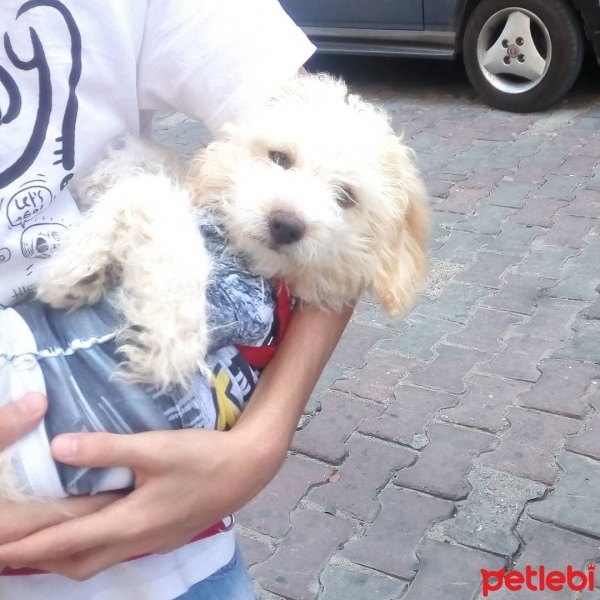 Maltese, Köpek  Köpük fotoğrafı