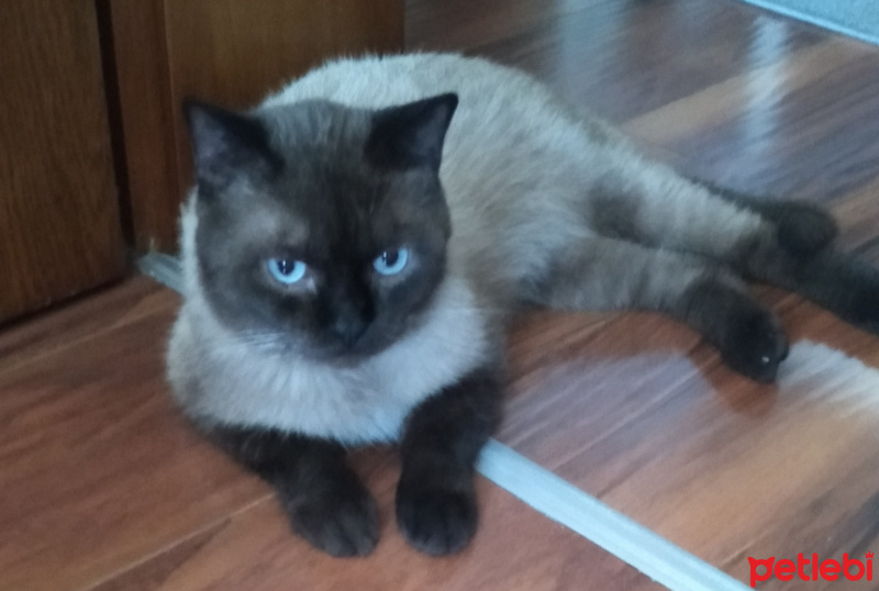 Siyam Kedisi, Kedi  simay fotoğrafı
