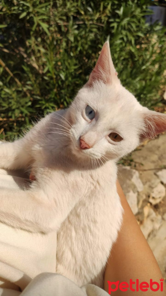 Van Kedisi, Kedi  Pamuk fotoğrafı