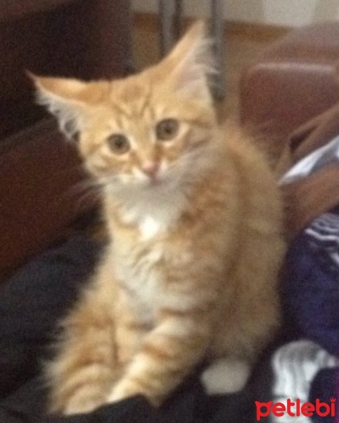 Abyssinian, Kedi  Nefes fotoğrafı