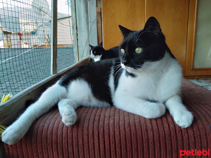 Tuxedo (Smokin) Kedi, Kedi  balbazar fotoğrafı