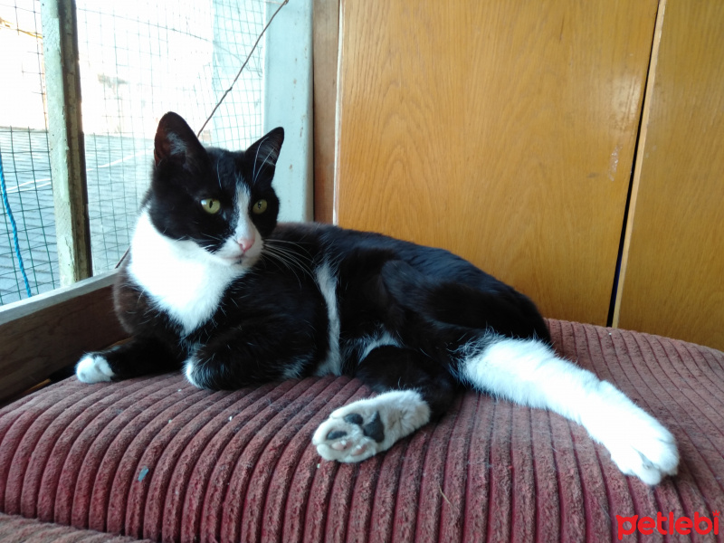 Tuxedo (Smokin) Kedi, Kedi  halime fotoğrafı
