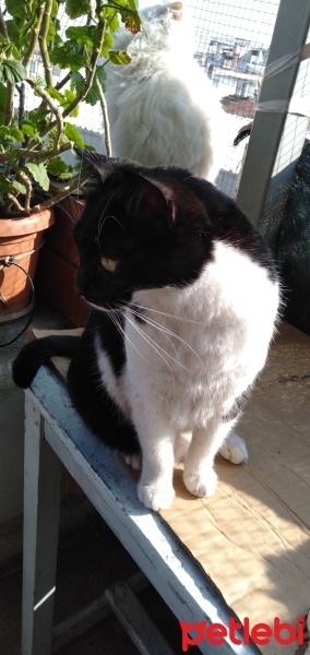 Tuxedo (Smokin) Kedi, Kedi  sezar fotoğrafı