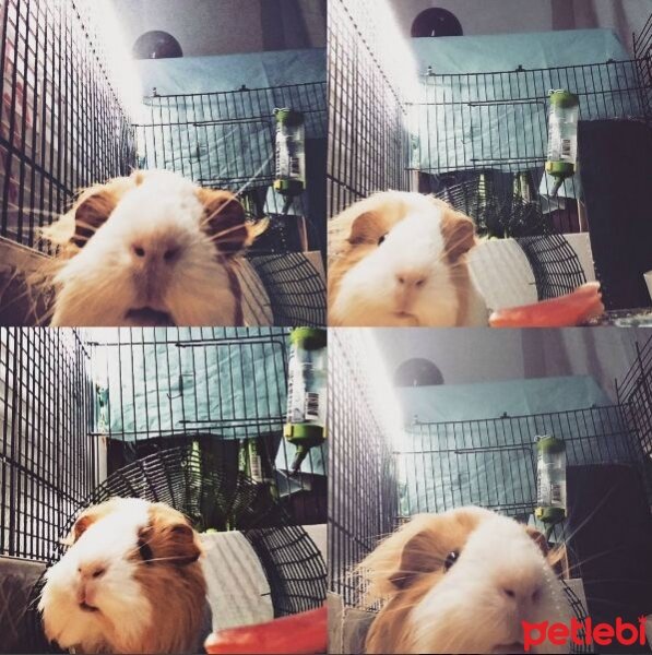 Guinea Pig, Kemirgen  Joins fotoğrafı