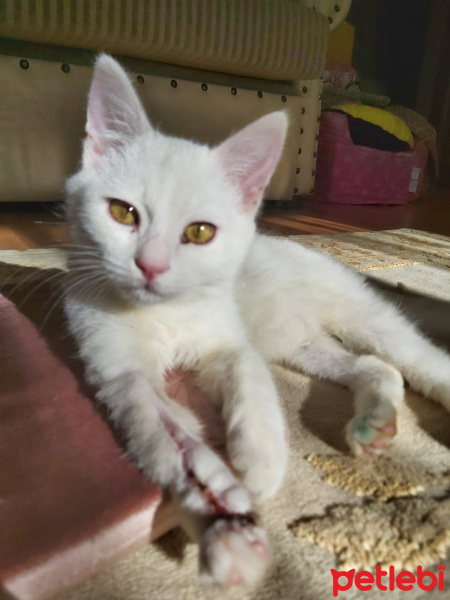 Ankara Kedisi, Kedi  Sütlaç fotoğrafı