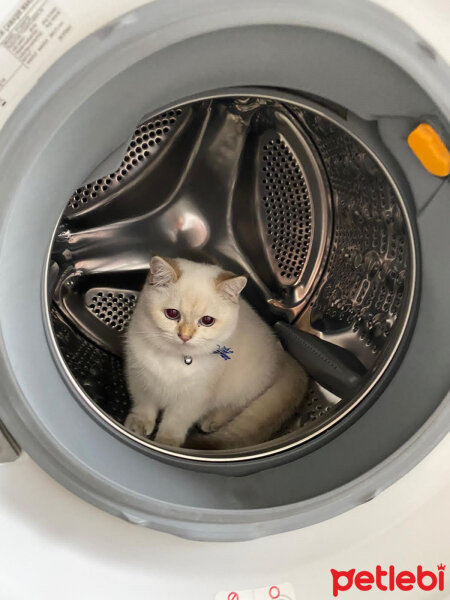 British Shorthair, Kedi  Venüs fotoğrafı