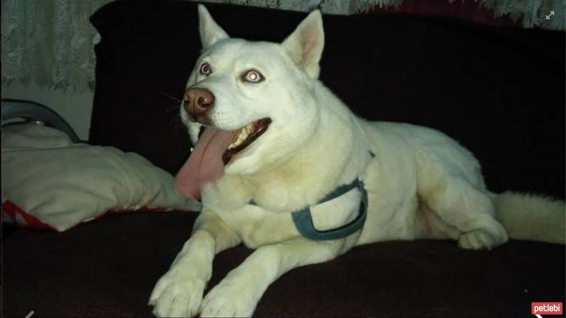 Alaskan Malamute, Köpek  Oje fotoğrafı