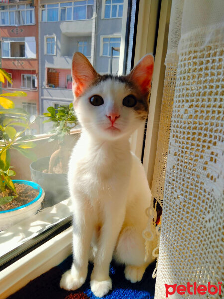 Tekir Kedi, Kedi  Yuki fotoğrafı