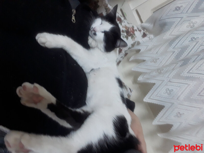 Tuxedo (Smokin) Kedi, Kedi  Fıstık fotoğrafı