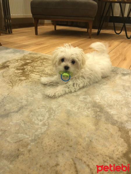 Maltese, Köpek  İce fotoğrafı