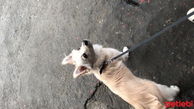 Pomeranyalı, Köpek  mario fotoğrafı