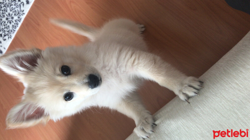 Pomeranyalı, Köpek  mario fotoğrafı